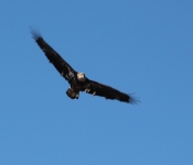 20140316 Eagle 008